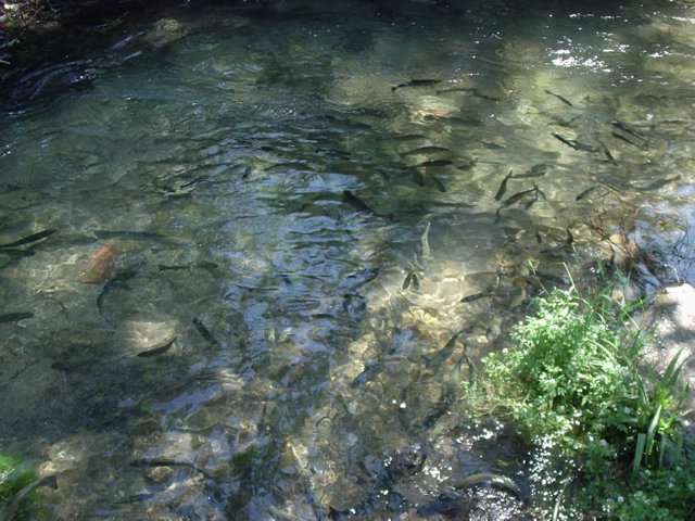 P5300024 regenboog forellen - Rio Frio